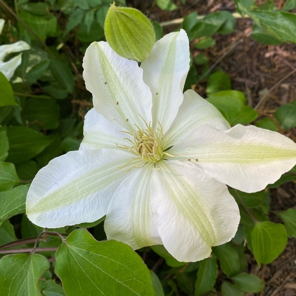 🍒ALWAYS FREE GIFT OR 2🍒 - Picture 2 of 8